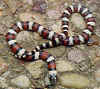 Центрально-равнинная молочная змея (Lampropeltis triangulum gentilis). Англ: Central plains milksnake