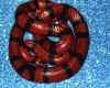 Гондурасская молочная змея (Lampropeltis triangulum hondurenisis). Англ: Honduran milksnake
