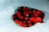 Гондурасская молочная змея (Lampropeltis triangulum hondurenisis). Англ: Honduran milksnake