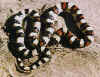 (Lampropeltis triangulum multistriata). Англ: Pale milksnakes