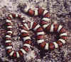 (Lampropeltis triangulum multistriata). Англ: Pale milksnakes