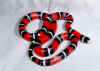 Молочная змея Нельсона (Lampropeltis triangulum nelsoni). Англ: Nelson's milksnake