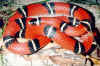 Синалойская молочная змея (Lampropeltis triangulum sinaloae). Англ: Sinaloan milksnake