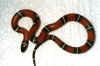 Синалойская молочная змея (Lampropeltis triangulum sinaloae). Англ: Sinaloan milksnake