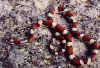 Красная молочная змея (Lampropeltis triangulum syspila). Англ: Red milksnakes