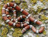 Красная молочная змея (Lampropeltis triangulum syspila). Англ: Red milksnakes