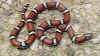 Красная молочная змея (Lampropeltis triangulum syspila). Англ: Red milksnakes