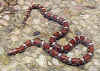Красная молочная змея (Lampropeltis triangulum syspila). Англ: Red milksnakes