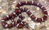 Красная молочная змея (Lampropeltis triangulum syspila). Англ: Red milksnakes