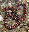Красная молочная змея (Lampropeltis triangulum syspila). Англ: Red milksnakes
