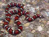 Красная молочная змея (Lampropeltis triangulum syspila). Англ: Red milksnakes