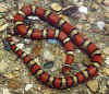 Красная молочная змея (Lampropeltis triangulum syspila). Англ: Red milksnakes