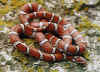 Прибрежно-равнинная молочная змея (Lampropeltis triangulum temporalis). Англ: Coastal plains milksnake