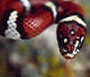 Прибрежно-равнинная молочная змея (Lampropeltis triangulum temporalis). Англ: Coastal plains milksnake