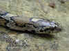Восточная молочная змея (Lampropeltis triangulum triangulum). Англ: Eastern milksnake