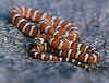 (Lampropeltis zonata agalma). Англ: Baja Mountain kingsnake, San Pedro kingsnake