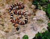 (Lampropeltis zonata multicincta). Англ: Sierra mountain kingsnake
