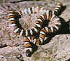 (Lampropeltis zonata parvirubra). Англ: San Bernardino mountain kingsnake
