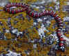 Сан-Диегская горная королевская змея (Lampropeltis zonata pulchra). Англ: San Diego mountain kingsnake