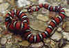 Сан-Диегская горная королевская змея (Lampropeltis zonata pulchra). Англ: San Diego mountain kingsnake