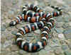 Сан-Диегская горная королевская змея (Lampropeltis zonata pulchra). Англ: San Diego mountain kingsnake