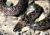 (Lycodon aulicus capusinus). Англ: Common wolf snake