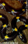 Поперечнополосатый волкозуб (Lycodon striatus)