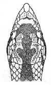 Голова Афганского литоринха ( Lythorhynchus ridgewayi)
