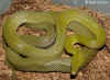 Зеленый полоз (Senticolis triaspis triaspis). Англ: Green ratsnake