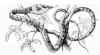 Серая древесная или Винная змея (Thelotornis kirtlandi). Англ: Twig snake