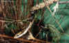 Серая древесная или Винная змея (Thelotornis kirtlandi). Англ: Twig snake