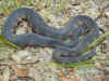 Североамериканский водянной уж или Полосатая неродия  (Nerodia fasciata fasciata). Англ: Banded water snake
