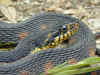 Североамериканский водянной уж или Полосатая неродия  (Nerodia fasciata fasciata). Англ: Banded water snake