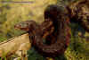 (Nerodia rhombifer rhombifer)