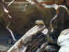 (Nerodia sipedon pleuralis)