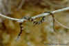 Американский водяной уж (Nerodia sipedon sipedon)