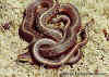 (Thamnophis ordinoides). Англ: Northwestern garter snake