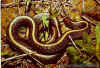 (Thamnophis ordinoides). Англ: Northwestern garter snake