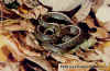 (Thamnophis ordinoides). Англ: Northwestern garter snake