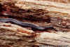 (Thamnophis ordinoides). Англ: Northwestern garter snake. Меланист.