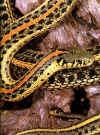 Обыкновенная подвязочная змея (Thamnophis sirtalis sirtalis). Англ: North American garter snakе, Eastern garter snake