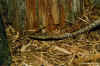 (Langaha madagascariensis). Англ: