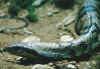 Ложная водяная кобра или Бразильский водяной уж (Hydrodynastes gigas). Англ: False water cobra