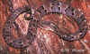 (Xenodon rhabdocephalus). Англ: