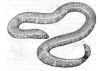 Красная цилиндрическая змея (Cylindrophis rufus)