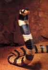 Африканская кораловая кобра (Aspidelaps lubricus lubricus). Англ: African coral cobra