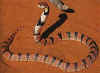 Африканская кораловая кобра (Aspidelaps lubricus lubricus). Англ: African coral cobra