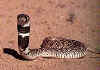 (Aspidelaps scutatus intermedius)