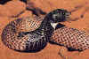 Обыкновенная щитковая или Щитоносная кобра (Aspidelaps scutatus scutatus). Англ: African shield-nose snake
