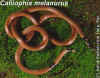 (Calliophis melanurus melanurus). Англ: